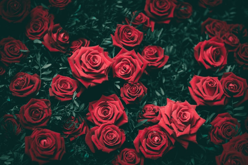 Close-up of premium red roses